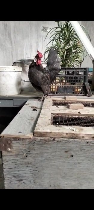 Петушок микс ява