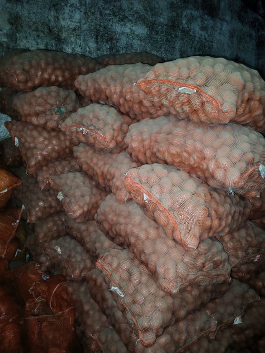 Продам картофель семенной