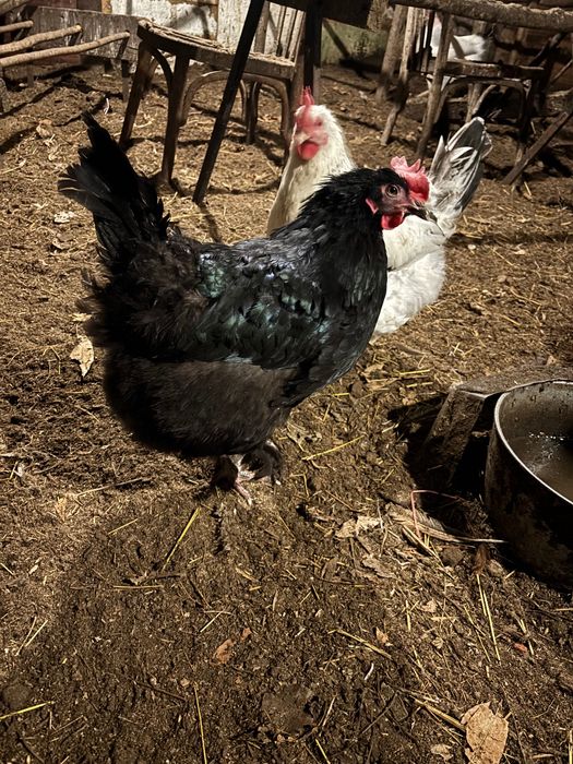 Продам курочек несушек