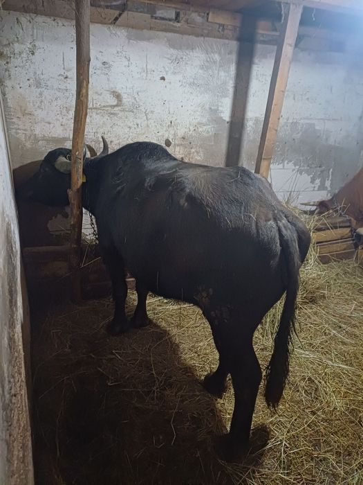 Vand Bivolită bună de lapte