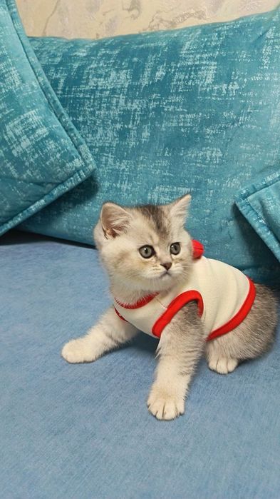 Шикарные котята от правильной вязки