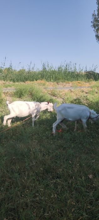 Zotdor zanin takalar sotiladi