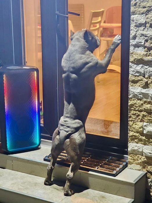 Amstaff rasă pură cu pedigree