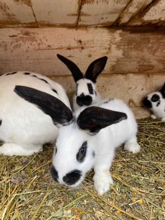 PUI Fluture german din tata cu certificat de origine tatuat