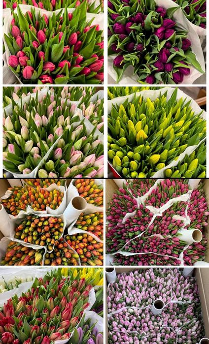 Тюльпаны оптом от 50 шт