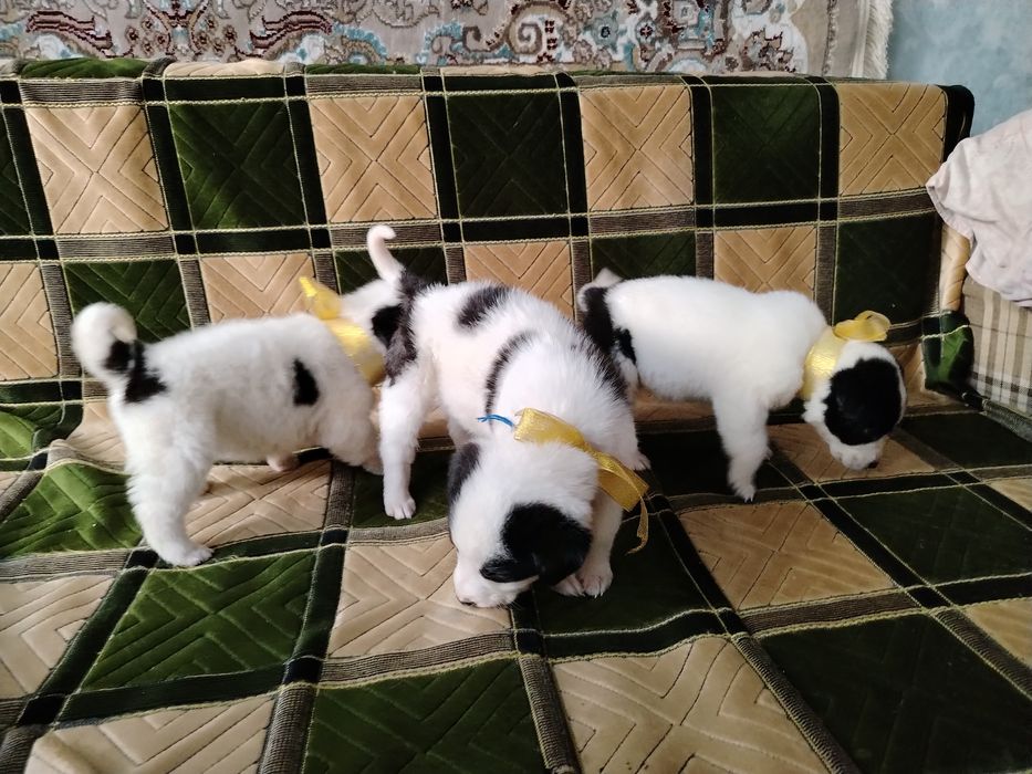 Щенки в хорошие руки!