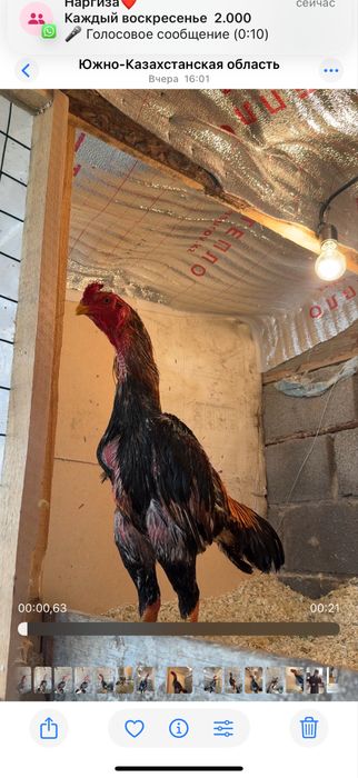 Майски шамо микс