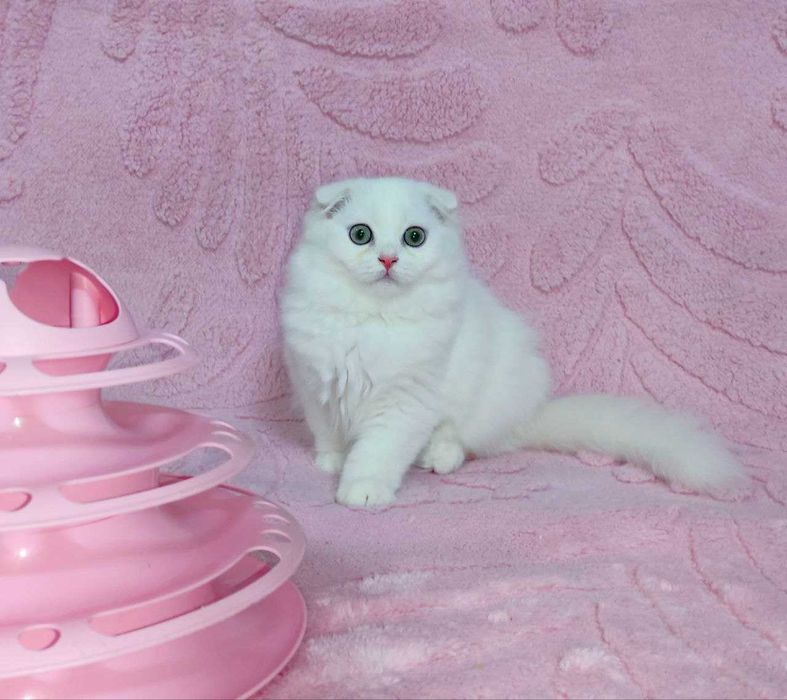 Продается шикарный белоснежный котенок мальчик фолд
