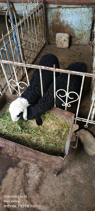 Барралар сотилади