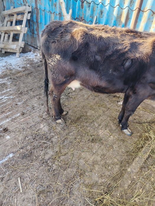 Продам карова сроч