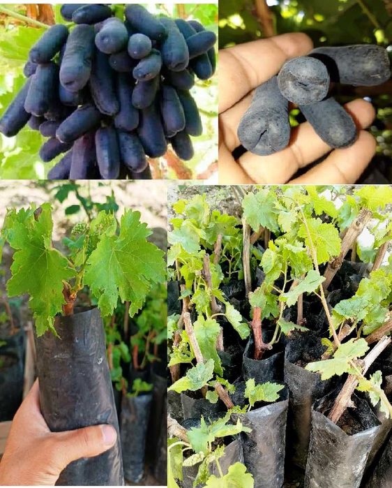 Аватар ва бошқа узумлар тувакларда ўсаётган холда.