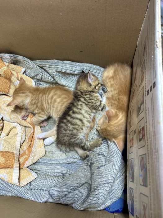Котята с доставкой бесплатно в хорошие руки