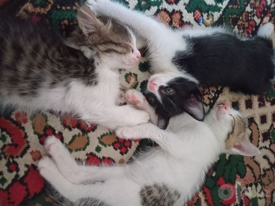 Котятки в добрые заботливые руки