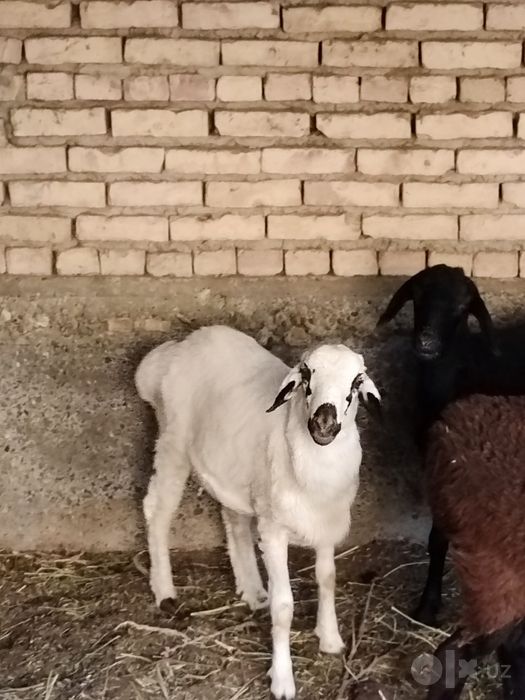 Коракулок кучкорча сотилади