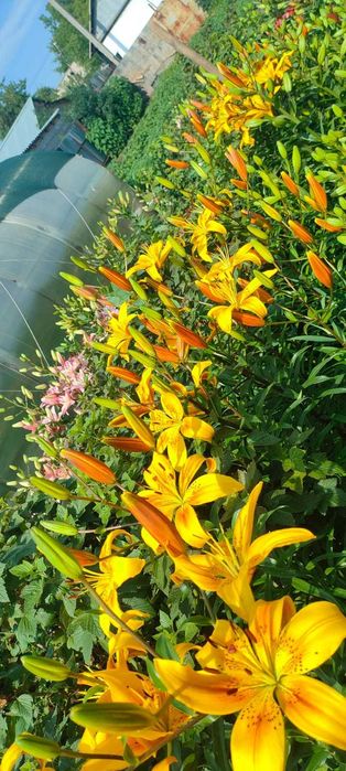 Цветы Лилии луковицы