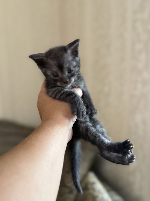 Вислоухие котята