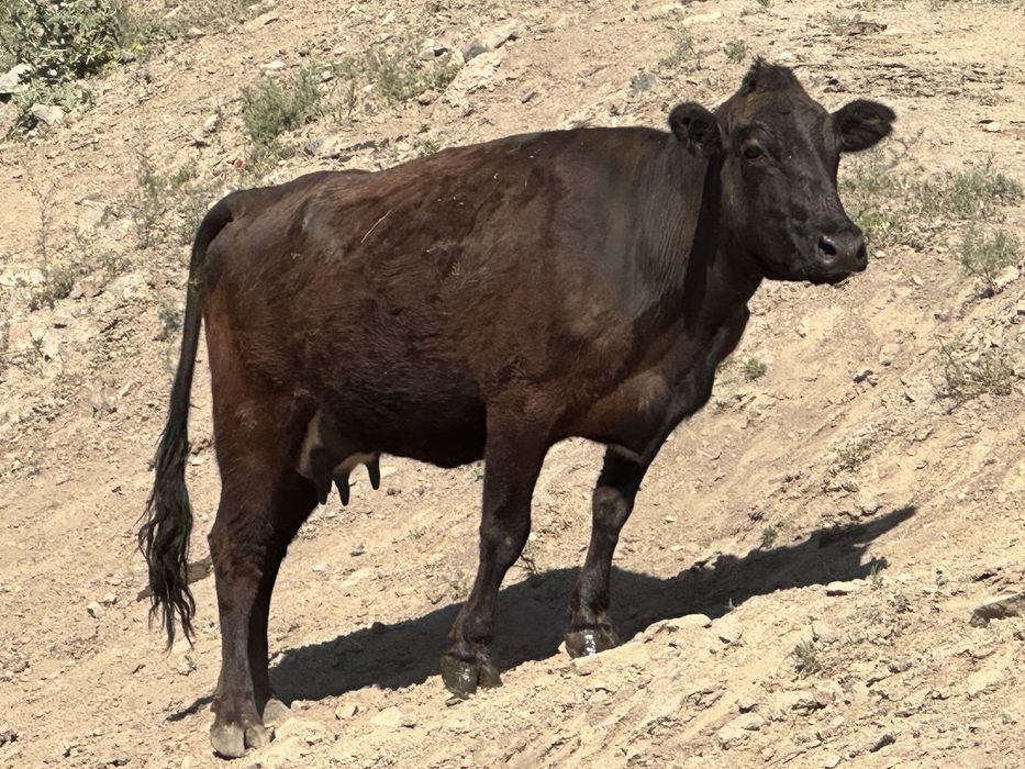 Корова 4 года