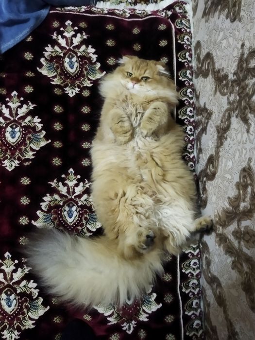 Золотой шиншилла  NY 11 шотландский фолд