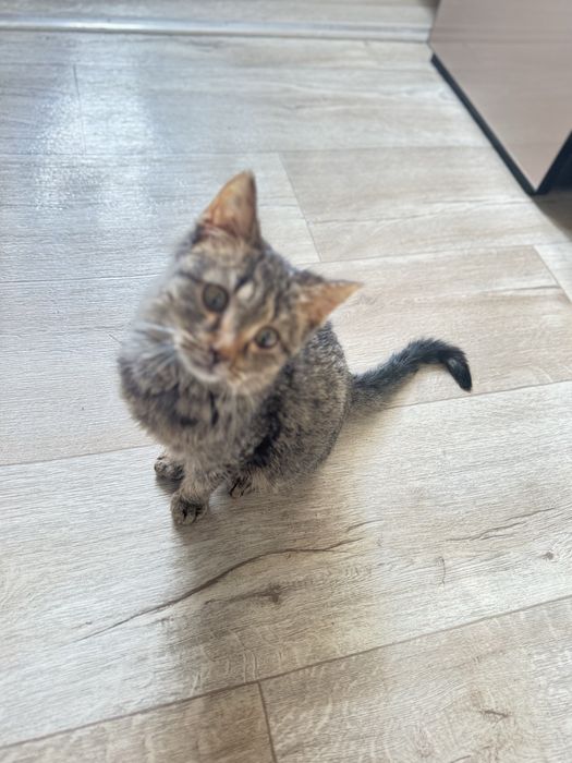 Ласковый котенок девочка 2.5 месяца