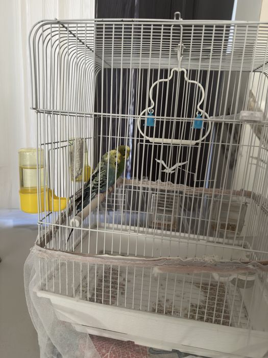 Продам попугаев с клеткой