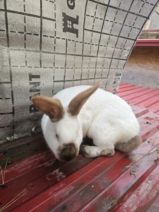 Кролики калифорнийские