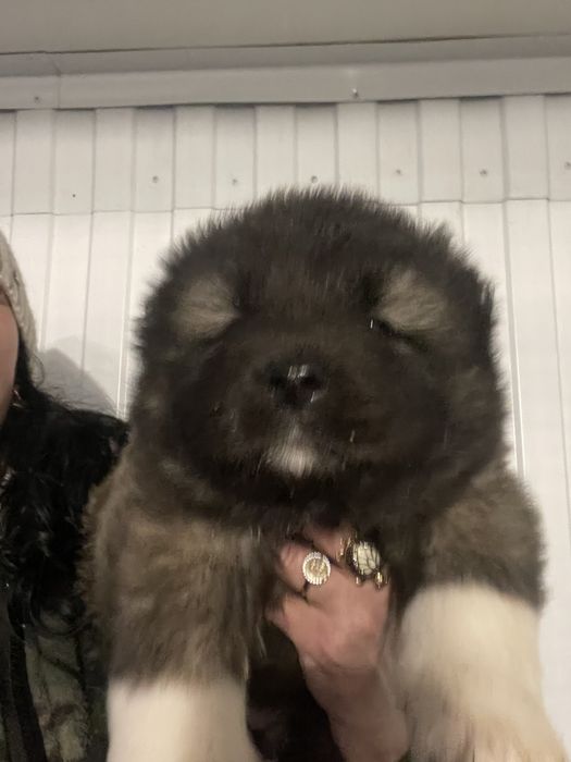 Щенки кавказской овчарки