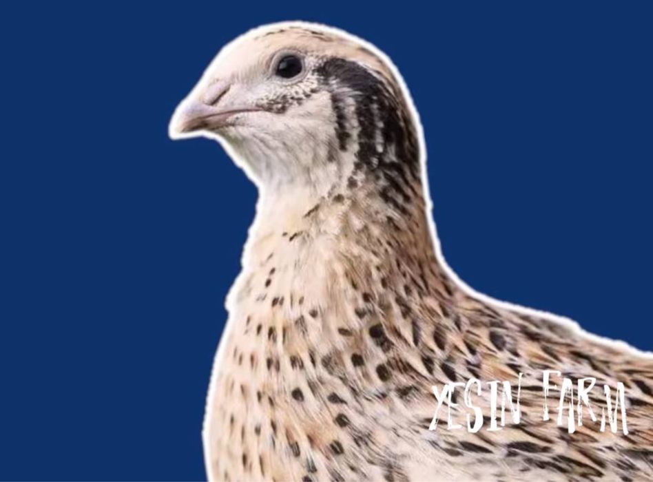 Перепелиные яйца инкубационные порода маньчжур надежно