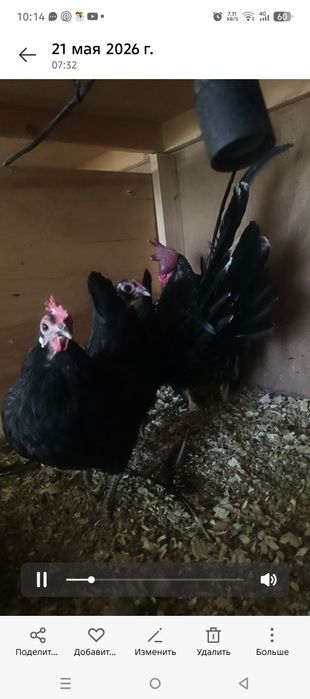Yaponchalar sotiladi 2 makion 1 xoroz