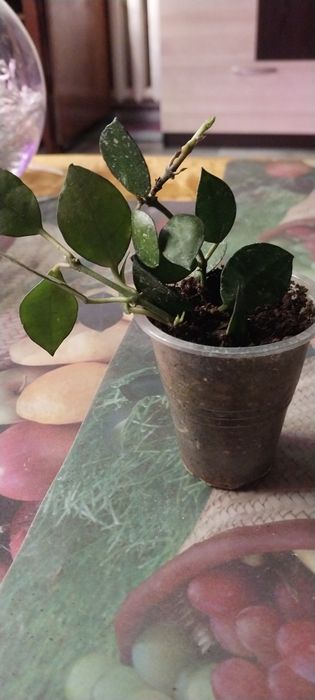 Продам цветок хойя