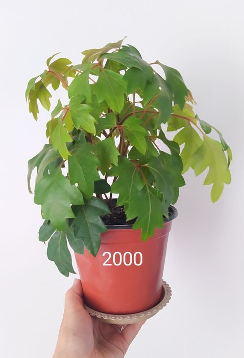 Цветы комнатные разные