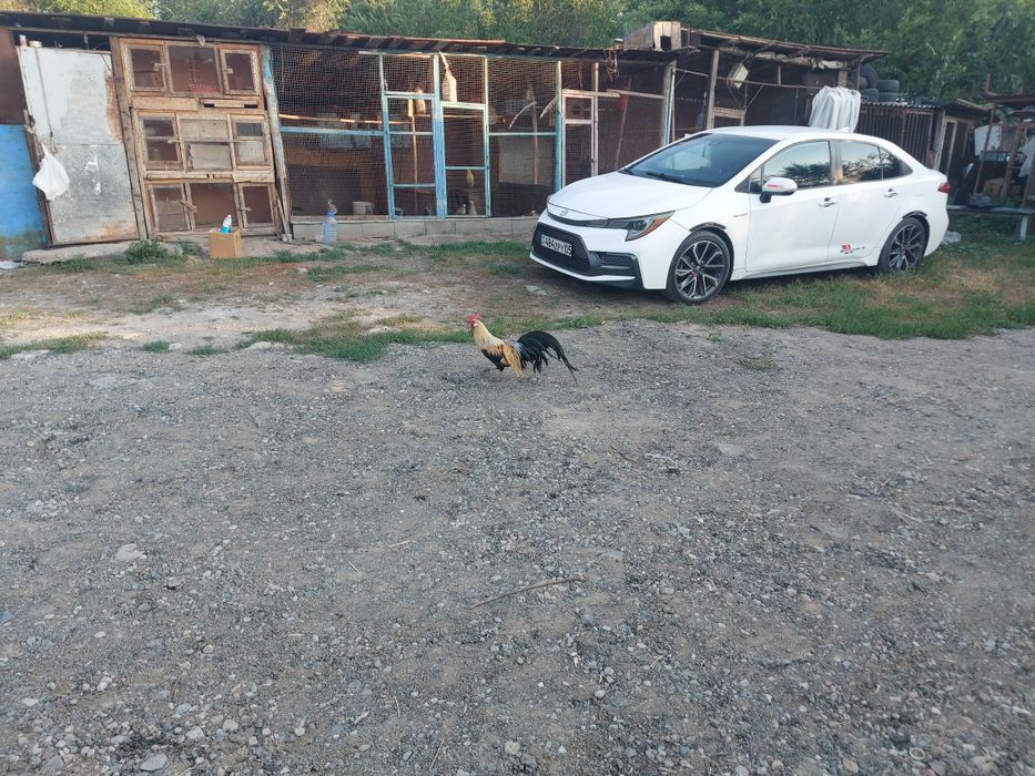 Декоративные петушки Куры