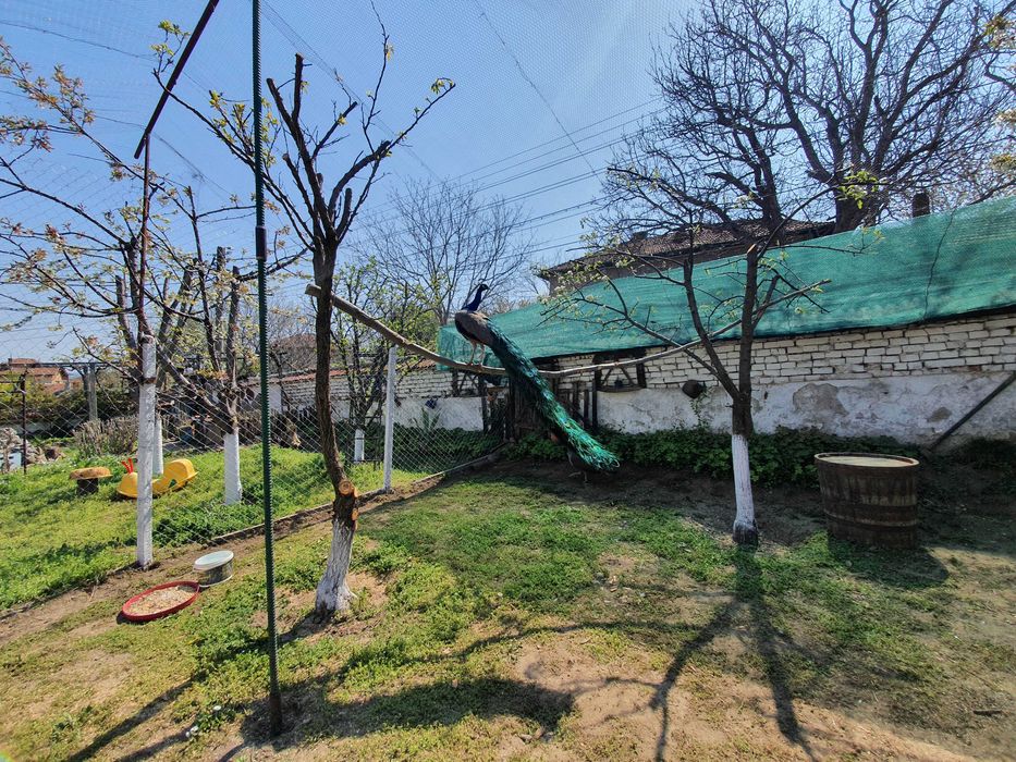 Пауни на 10 месеца