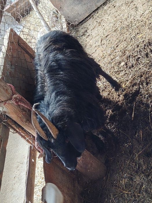 Echkilar tezda sotiladi