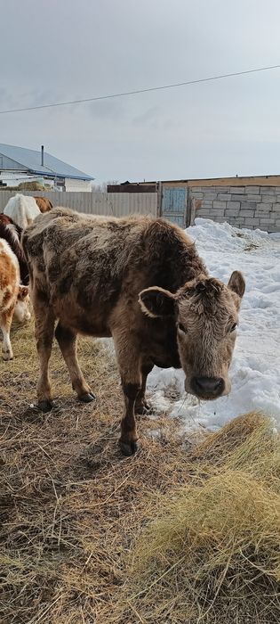 Бұзаулы сиырлар сатылады