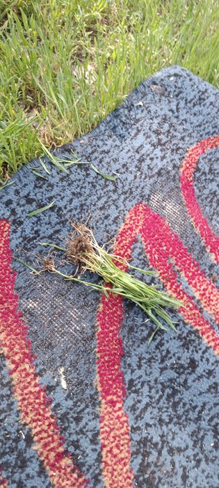 Трава новая корни целые