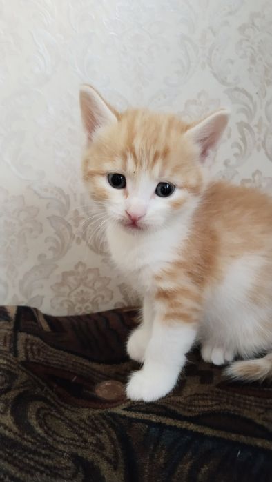 Отдам котенка в хорошие руки