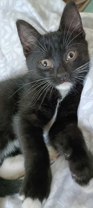 Отдам котенка мальчик 2мес