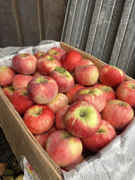 Старый Алматинский Апорт вкус и Аромат