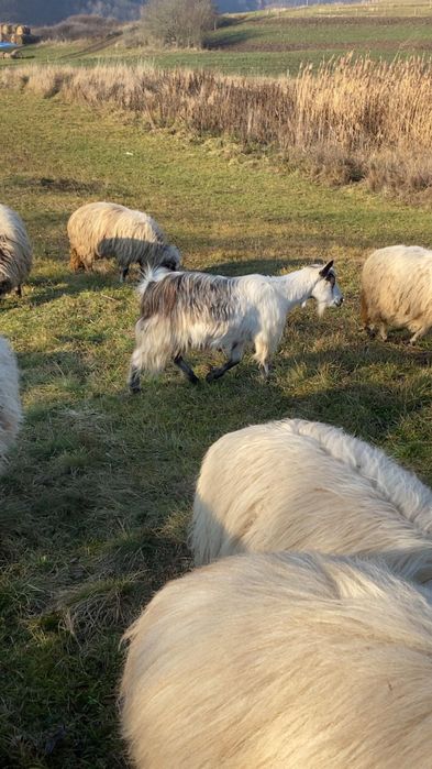 Vand doua capre gestante