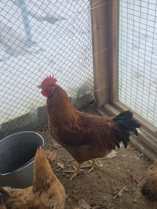 Кучинский тұқымды қораздар сатылады