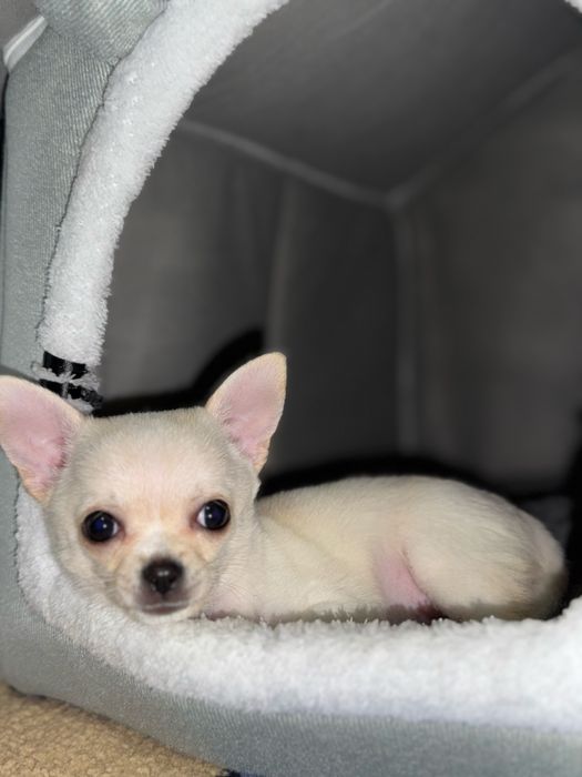 Продам щенка чихуахуа