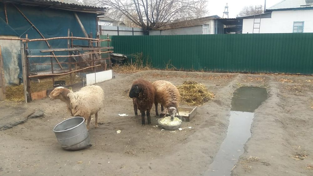 Продам баранов на откорме