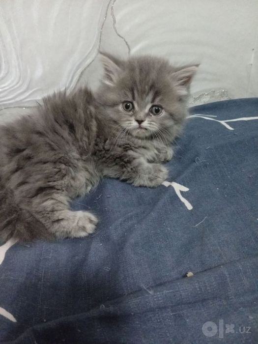 Скотиш страйт от правильной вязки