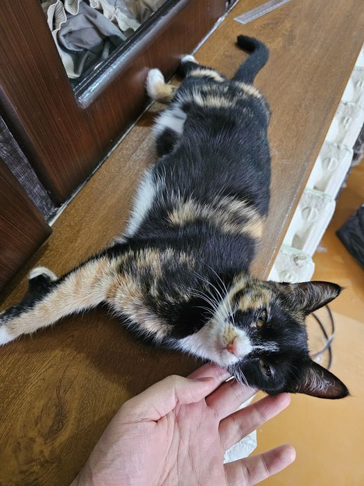 Sterilizatsiya qilingan 7 oylik qiz mushuk