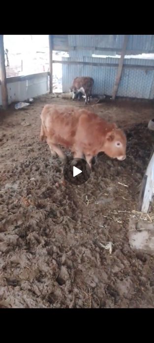 Бұзаулар сатылады бирге.