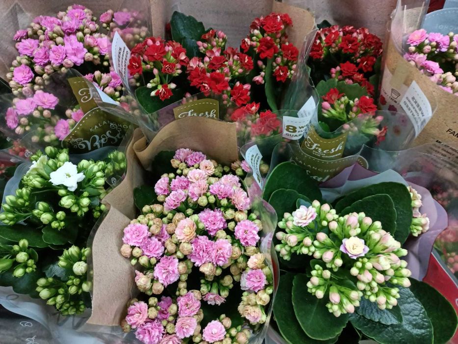 Каланхоэ комнатные растения