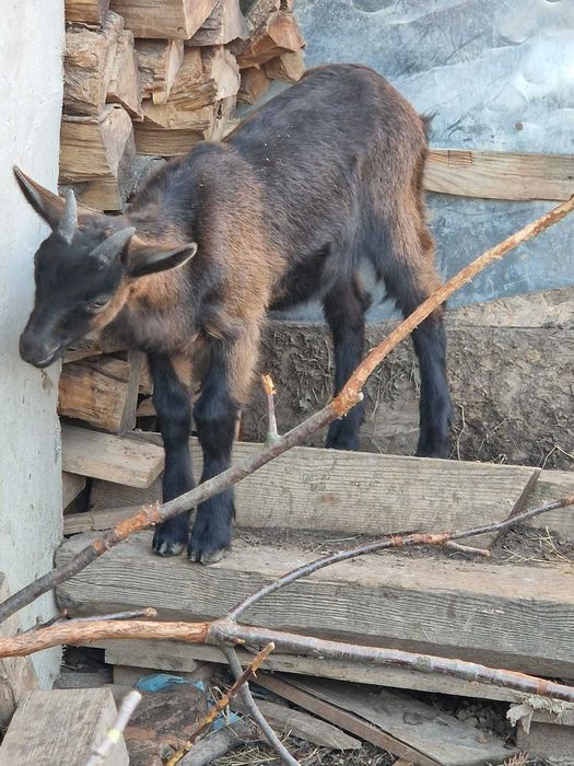 Vand 2 ieduti rasa alpina franceza