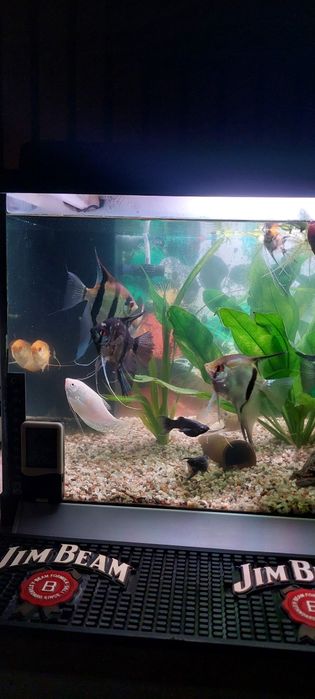 Vind Acvariu Complect Echipat + Pesti Scalari