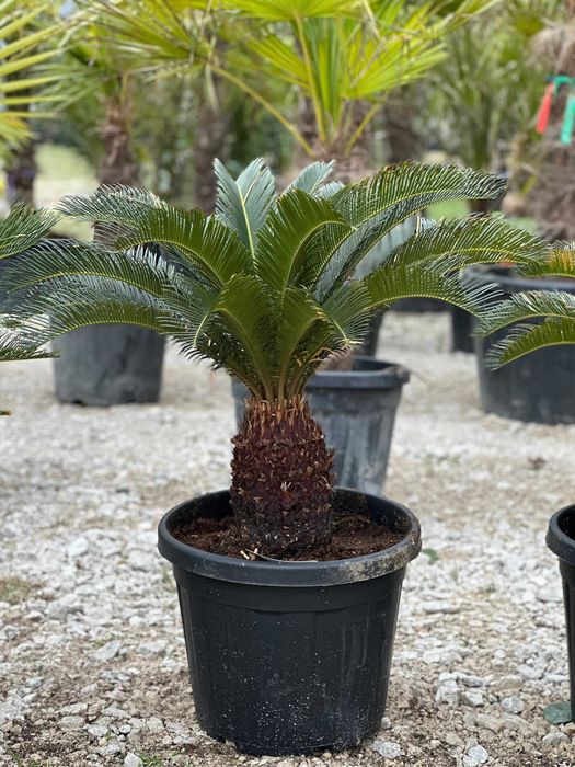 Plante Ornamentale de Diferite Dimensiuni