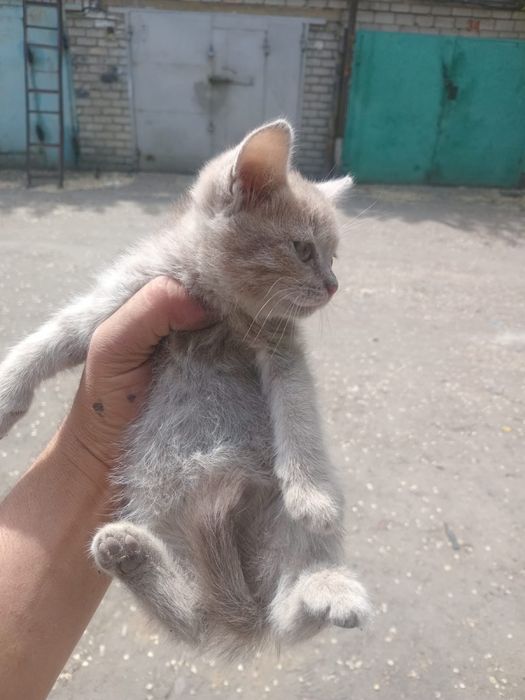 Отдам котят в добрые руки!